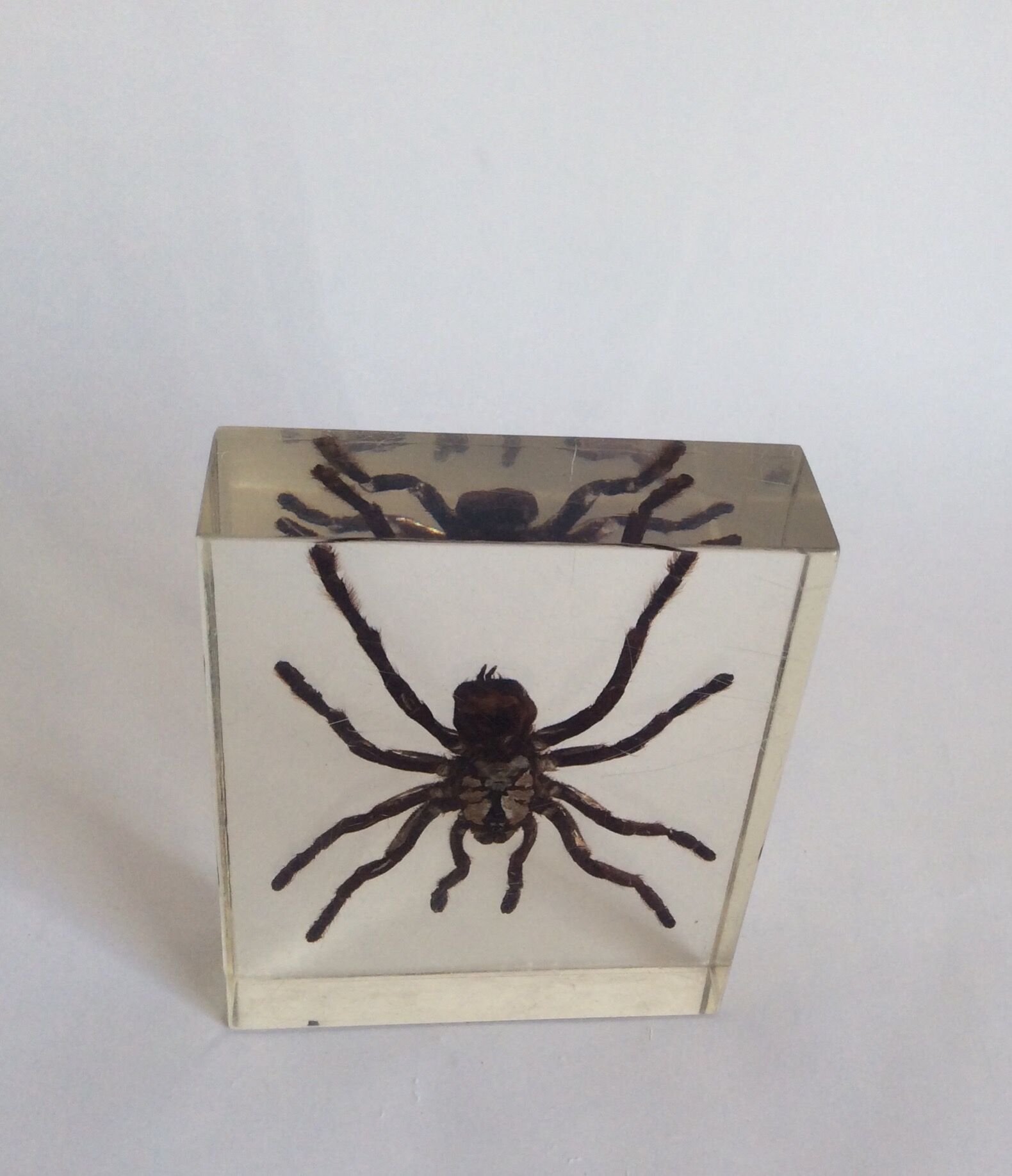 Spider under resin