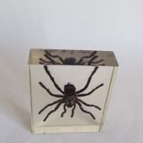 Spider under resin