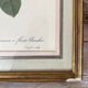 Botanical plate of white rose flowers framed.