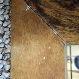 Cowhide mirror