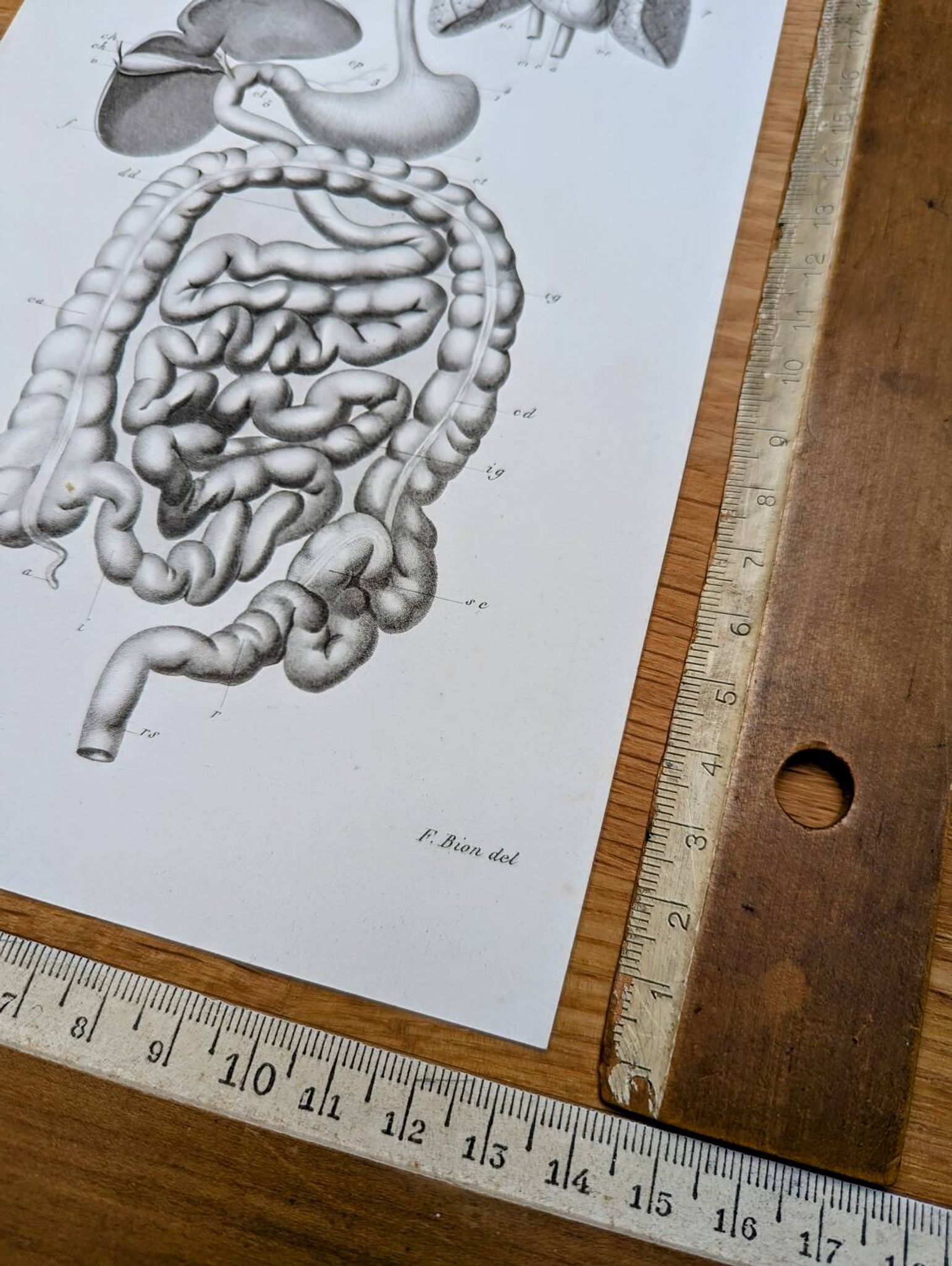 Printed in 1851, Digestive system, heart and lungs.