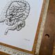 Printed in 1851, Digestive system, heart and lungs.