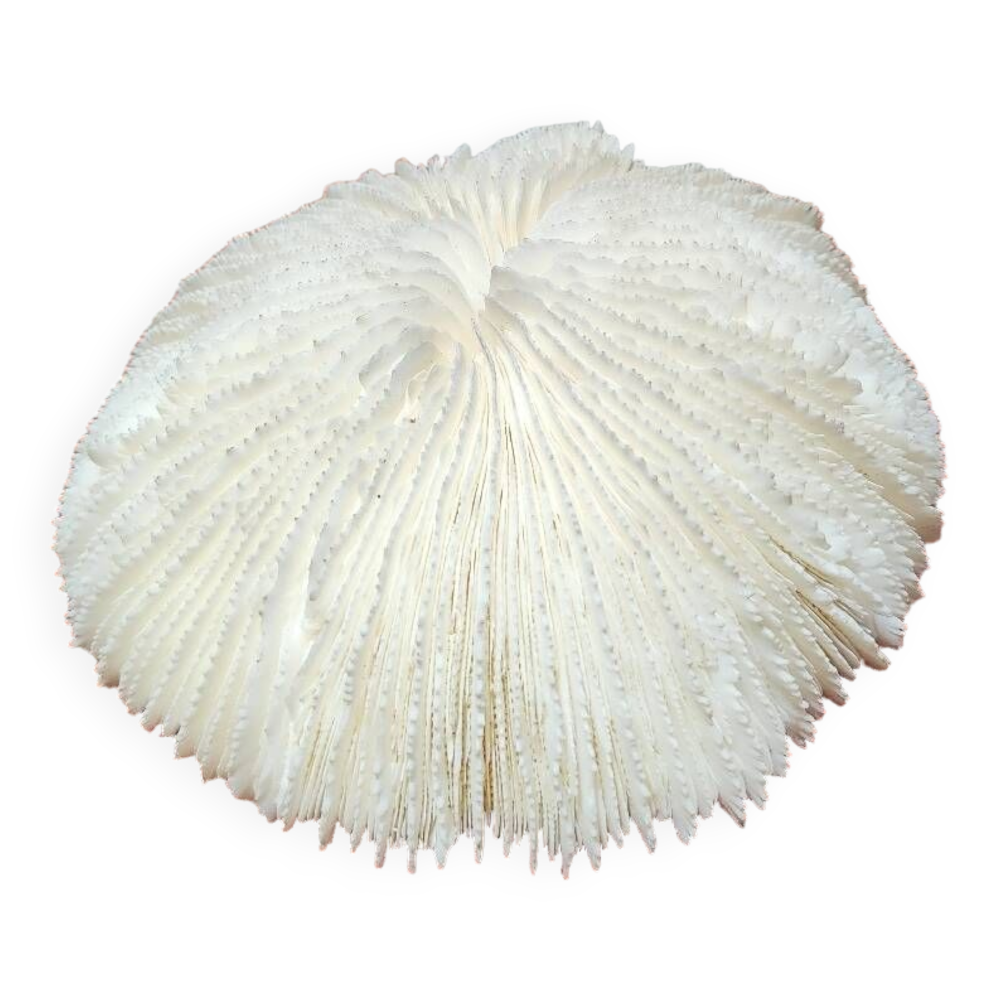 Large white coral