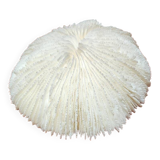 Large white coral