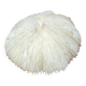 Large white coral