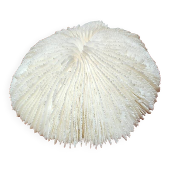 Large white coral