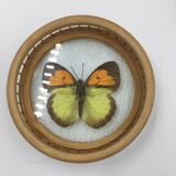 Wicker and butterflies coasters