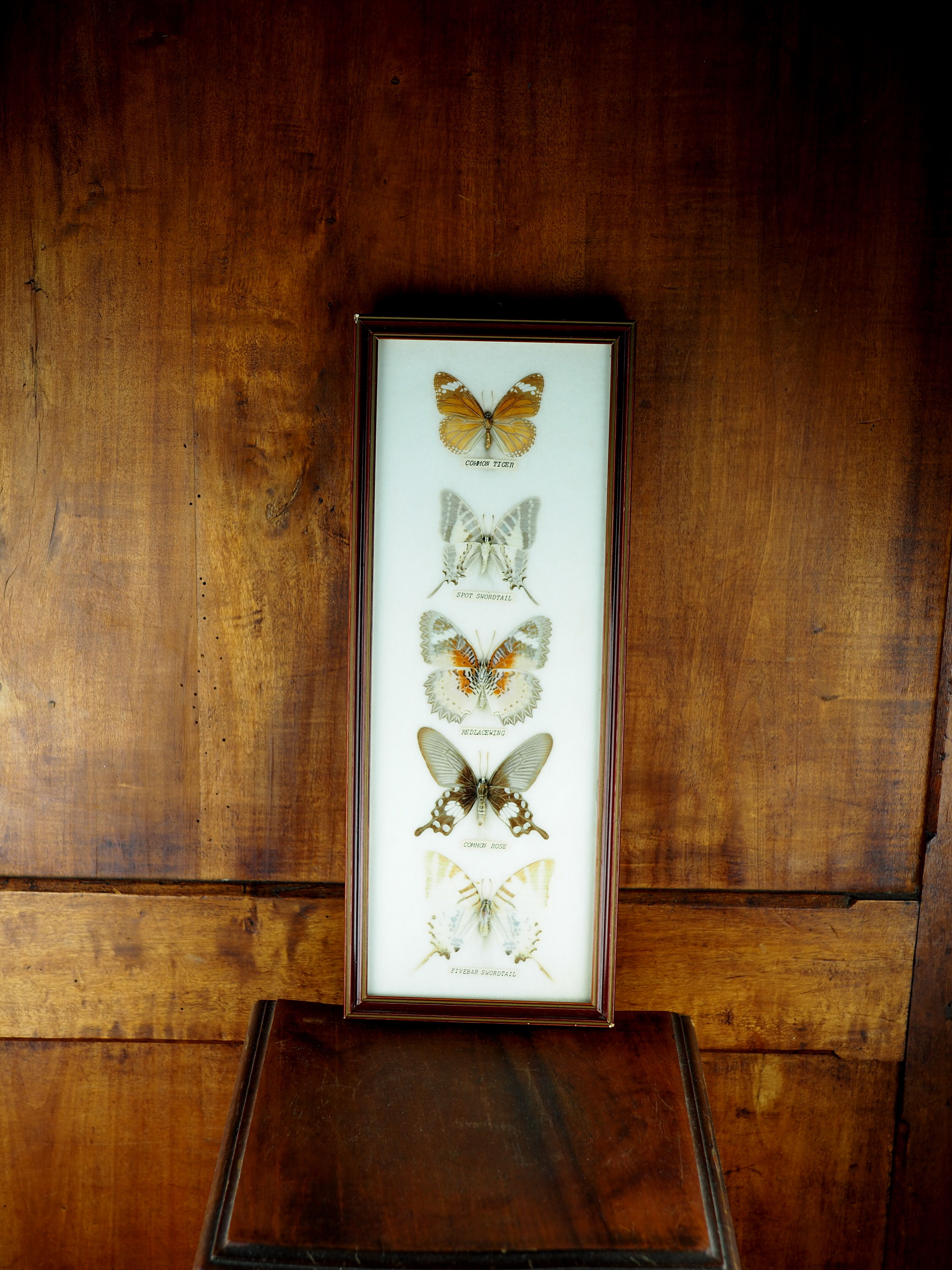 Five butterflies on cotton wool under frame - 60s / 70s