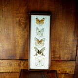 Five butterflies on cotton wool under frame - 60s / 70s
