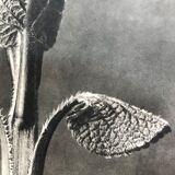 Original heliogravure 1942 n.90, Karl Blossfeldt