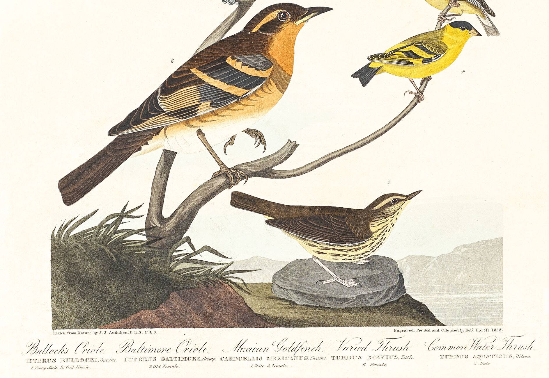 Poster about Baltimore Orioles, based on an old engraving from 1827.