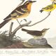 Poster about Baltimore Orioles, based on an old engraving from 1827.
