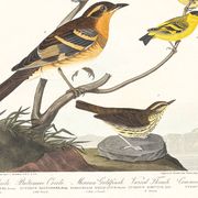 Poster about Baltimore Orioles, based on an old engraving from 1827.