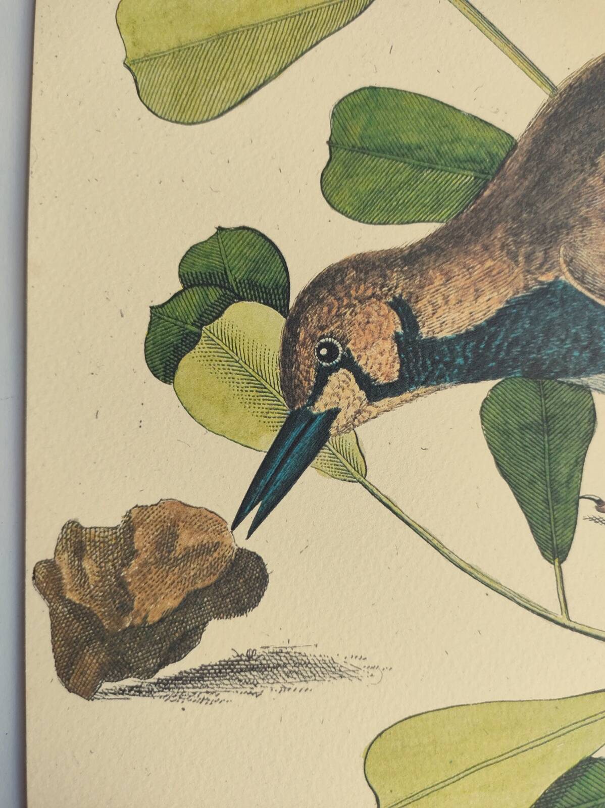 Antique bird engraving - Sea Lark - Zoological plate by Seligmann & Catesby - ornithology