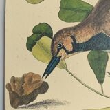 Antique bird engraving - Sea Lark - Zoological plate by Seligmann & Catesby - ornithology