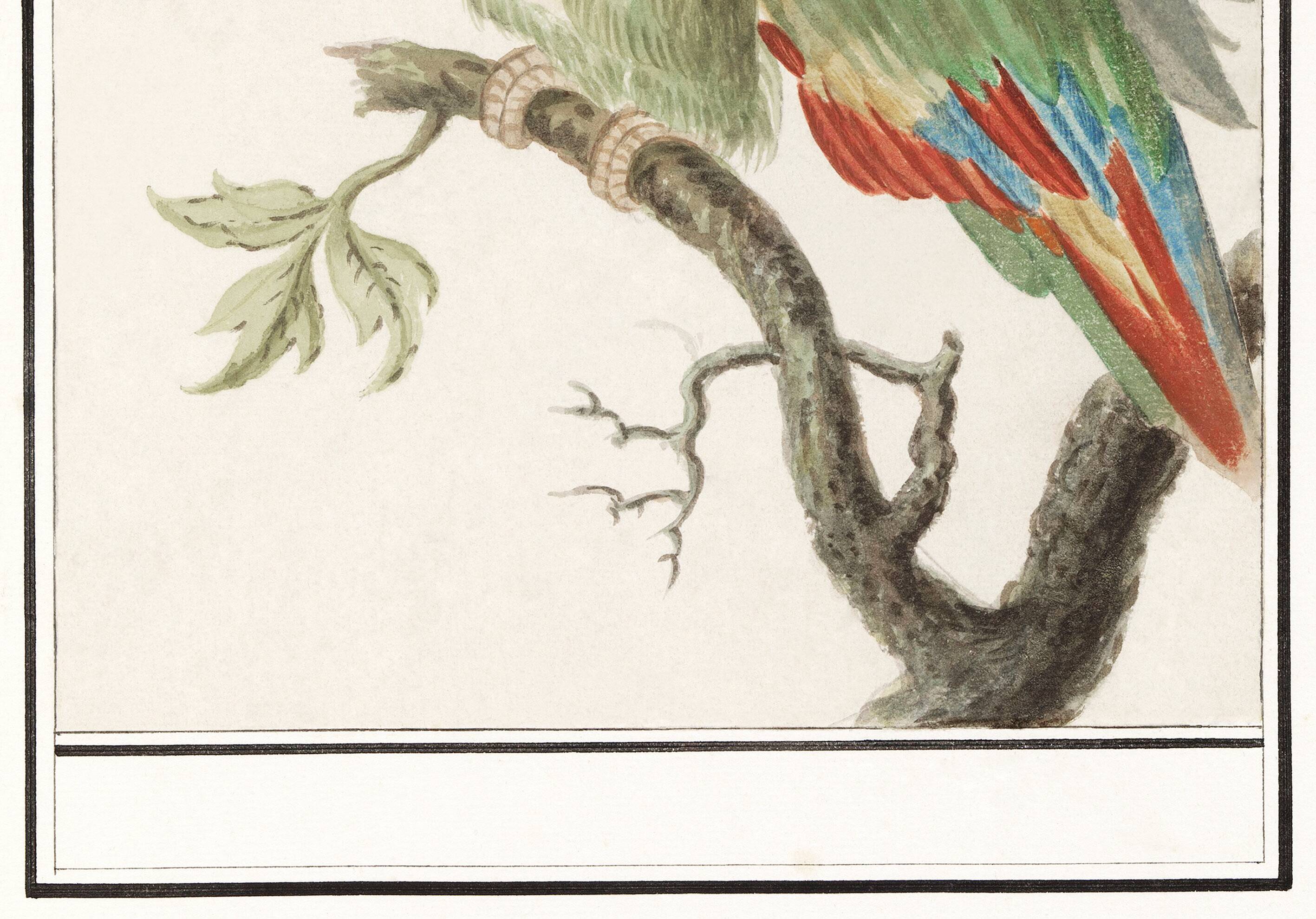 Small poster about the parrot, after an old engraving from 1610.