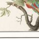 Small poster about the parrot, after an old engraving from 1610.