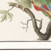 Small poster about the parrot, after an old engraving from 1610.