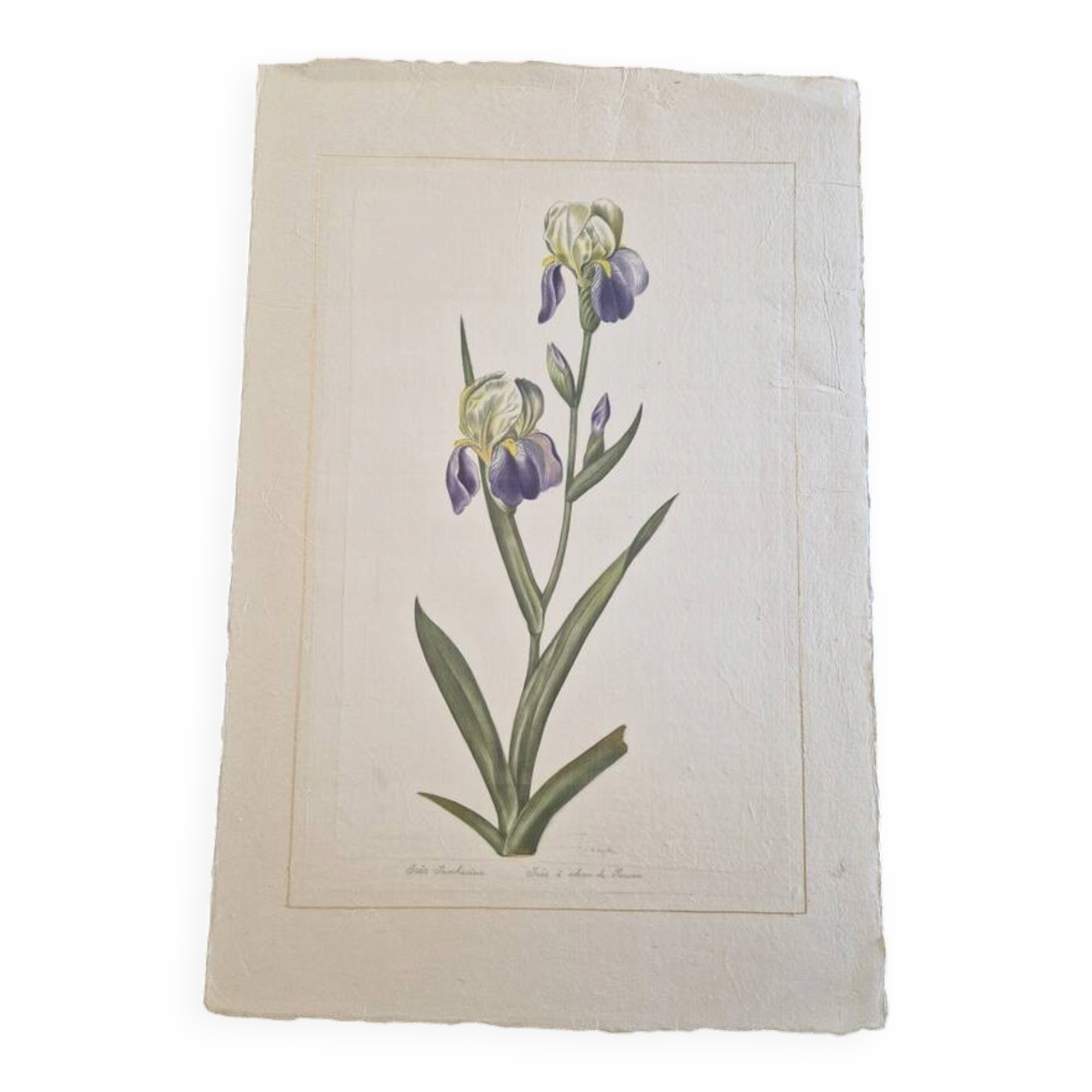 La Roche Laffitte (Born in 1943) - Watercolour drawing on silk - Iris