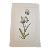 Dessin à l'aquarelle sur soie - Iris - La Roche Laffitte (Né en 1943)
