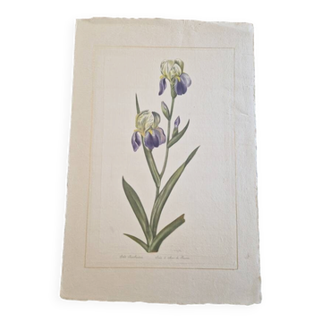 La Roche Laffitte (Born in 1943) - Watercolour drawing on silk - Iris