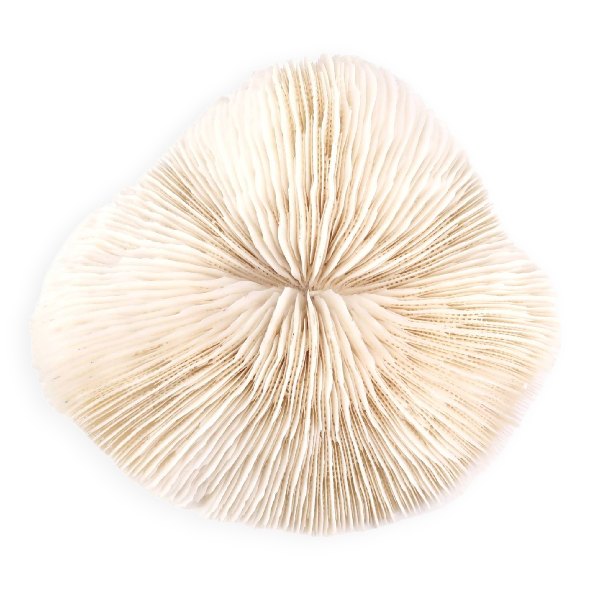 Natural white coral, 70s