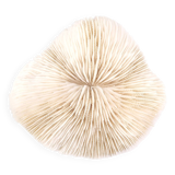 Natural white coral, 70s
