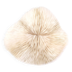 Natural white coral, 70s