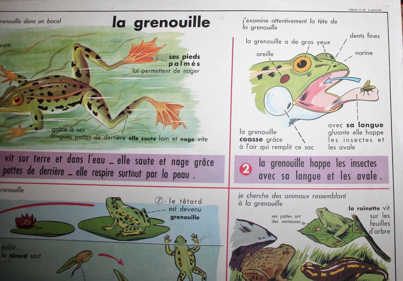 School poster old mdi the frog and insect 39 and 40