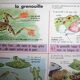 School poster old mdi the frog and insect 39 and 40