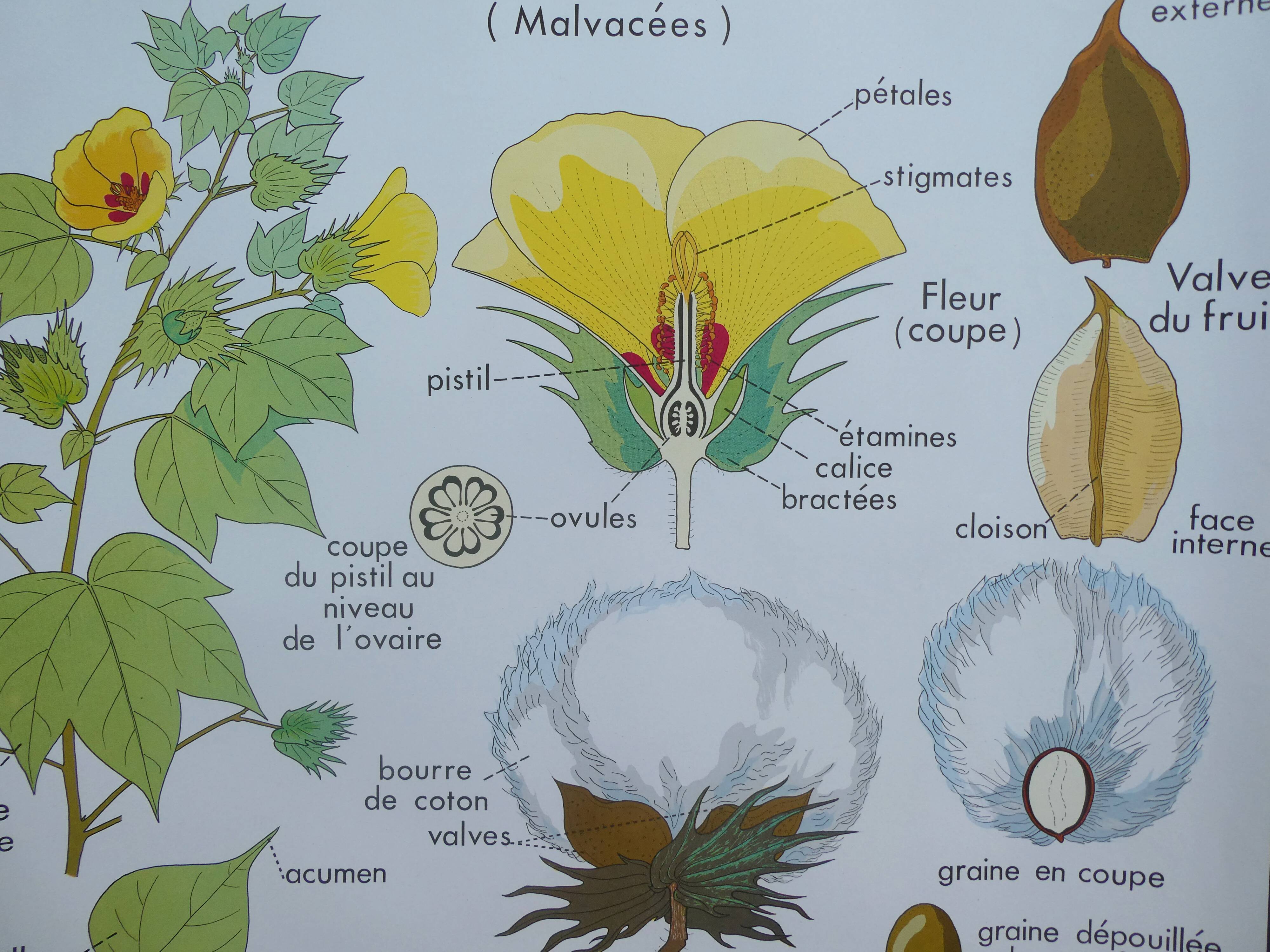 Rossignol educational poster "The cotton and the mango tree" vintage.