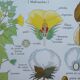 Rossignol educational poster "The cotton and the mango tree" vintage.