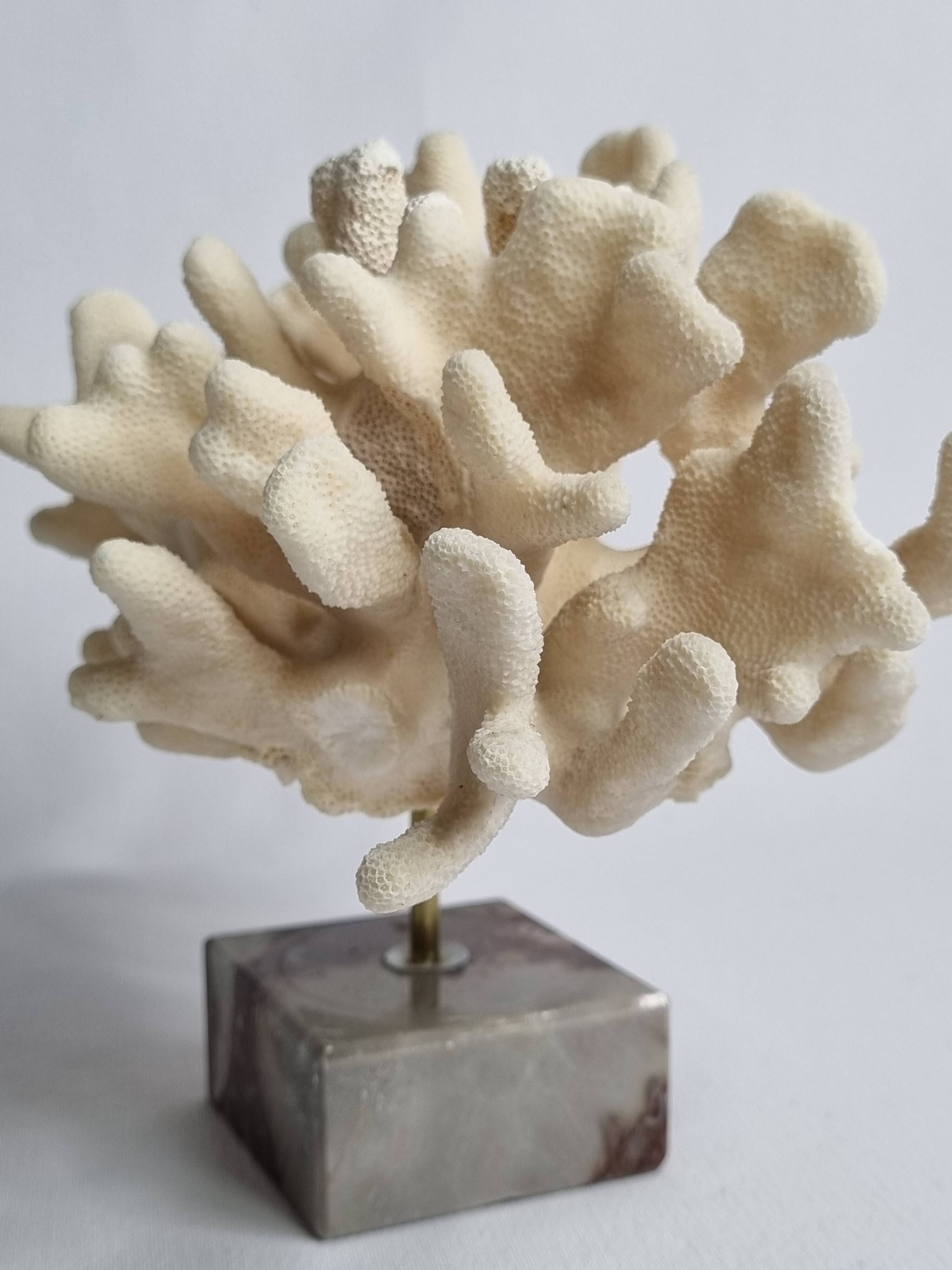 Antique White Coral on Marble Base, Height 18 cm