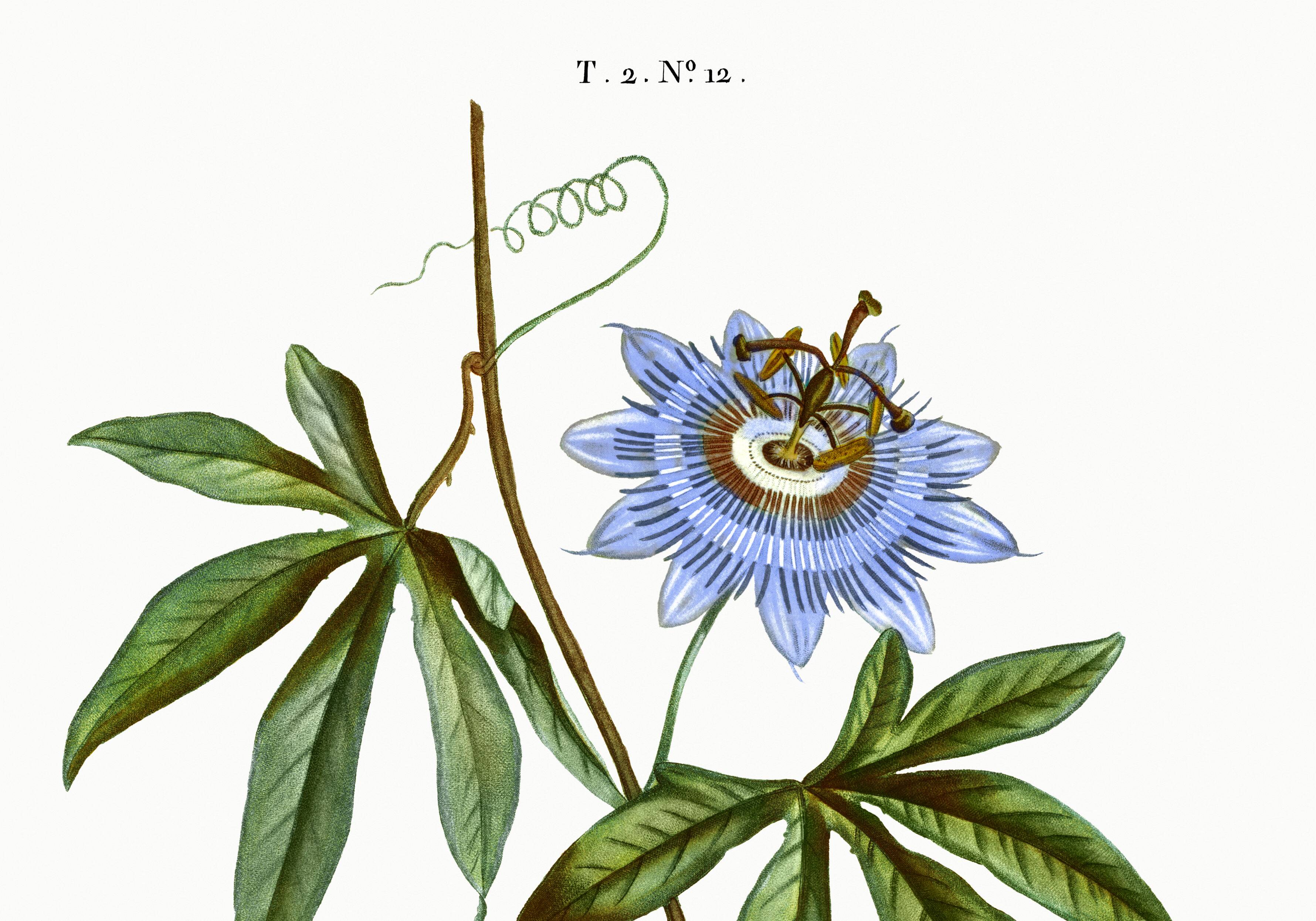 Botanical poster of Blue Passionflower, after an old engraving