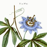 Botanical poster of Blue Passionflower, after an old engraving