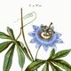 Affiche botanique sur Passiflore bleue, d’après une gravure ancienne