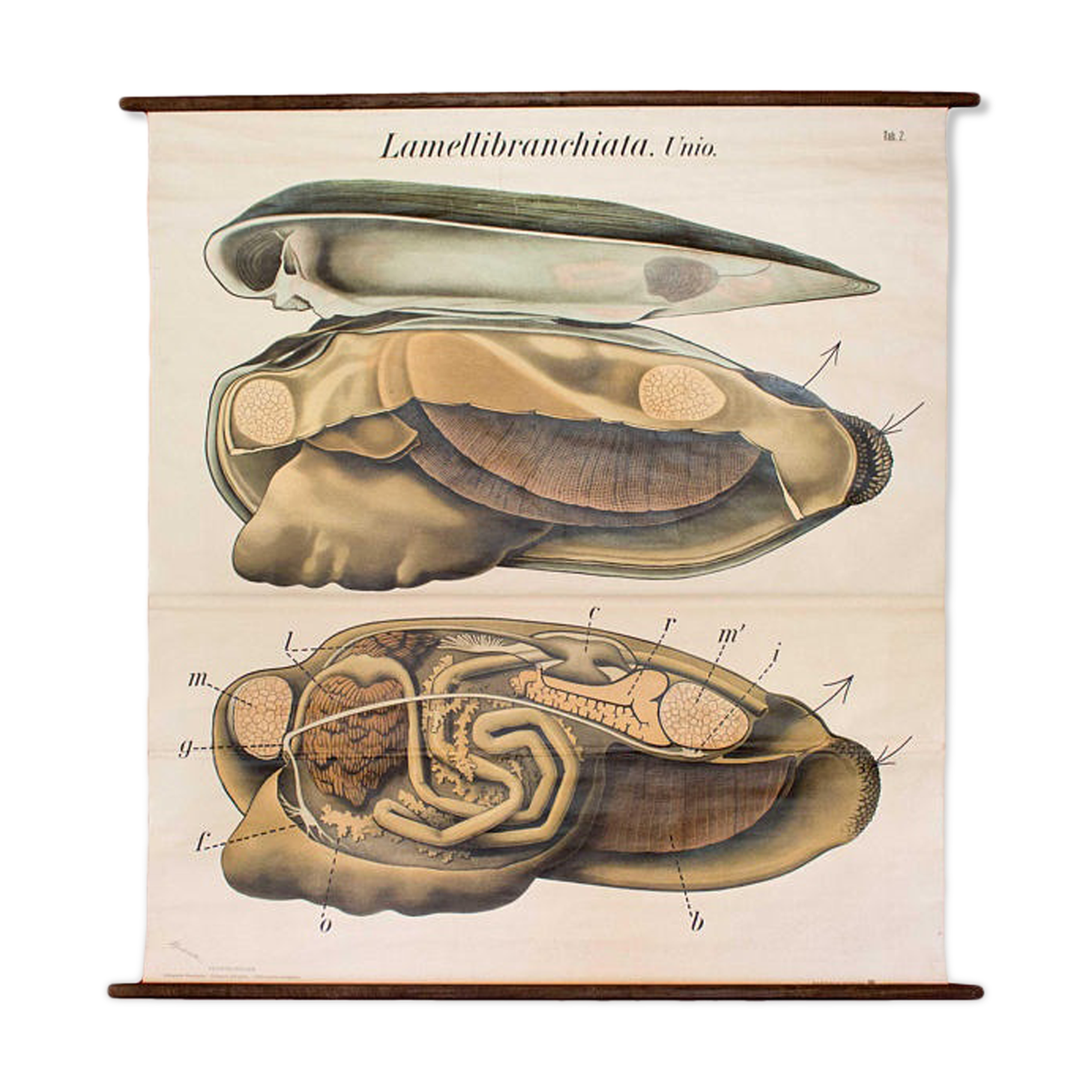 Poster vintage from the beginning of the 20th century Pfurtscheller Zoological graphic wall molds of painters