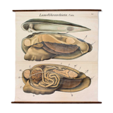 Affiche vintage du début du 20e siècle Pfurtscheller zoologiques mur graphique moules de peintres