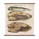 Poster vintage from the beginning of the 20th century Pfurtscheller Zoological graphic wall molds of painters