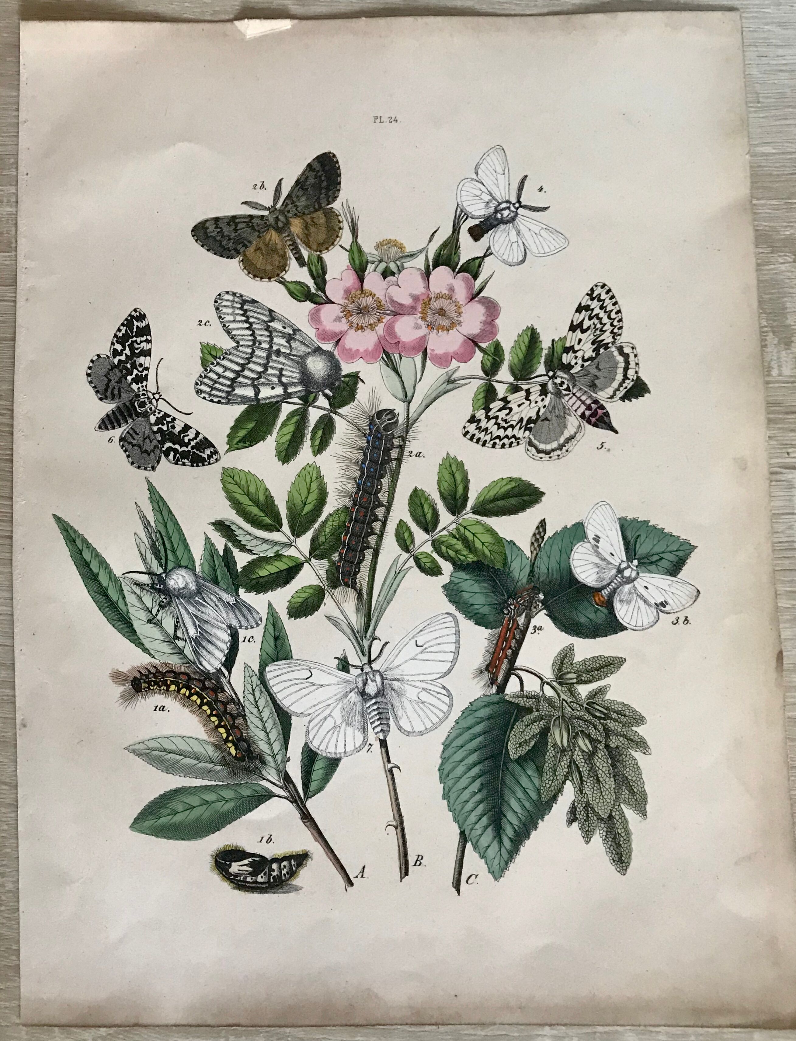 Flower and butterfly boards 1876