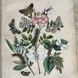 Flower and butterfly boards 1876