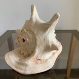 Shell horned helmet 25 cm