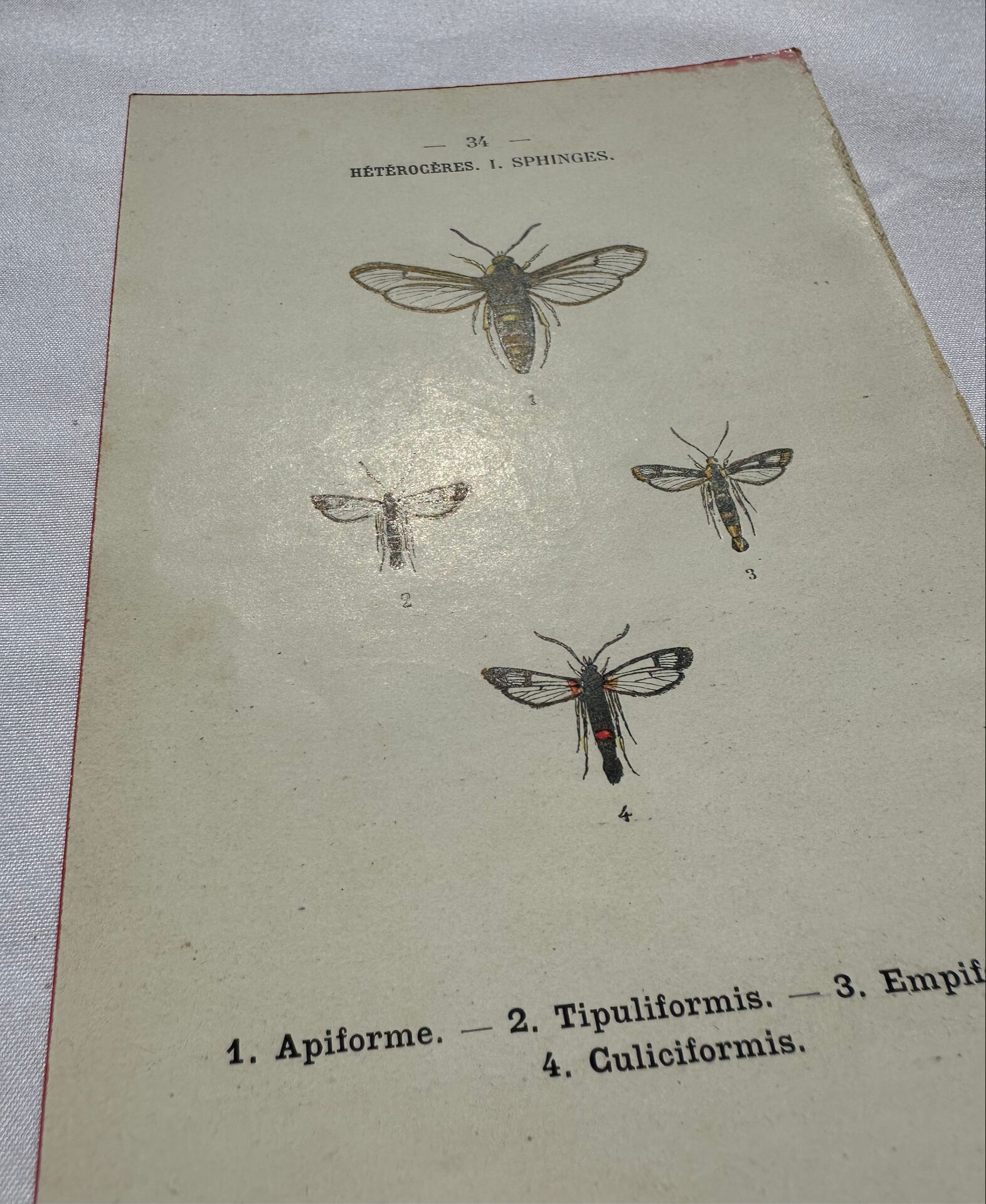 Botanical engraving double-sided butterflies naturalist plate etching