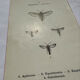 Botanical engraving double-sided butterflies naturalist plate etching