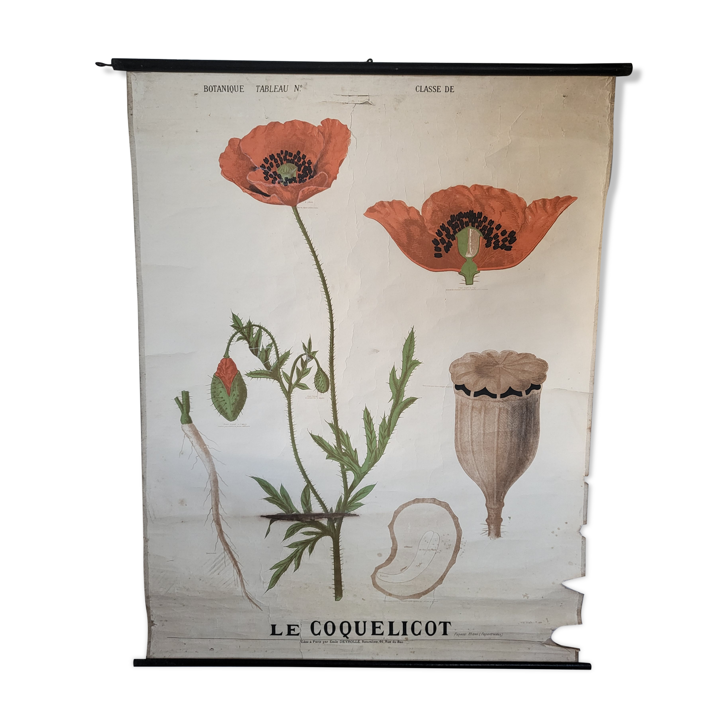 Old Deyrolle educational poster