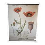 Old Deyrolle educational poster