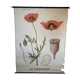 Old Deyrolle educational poster