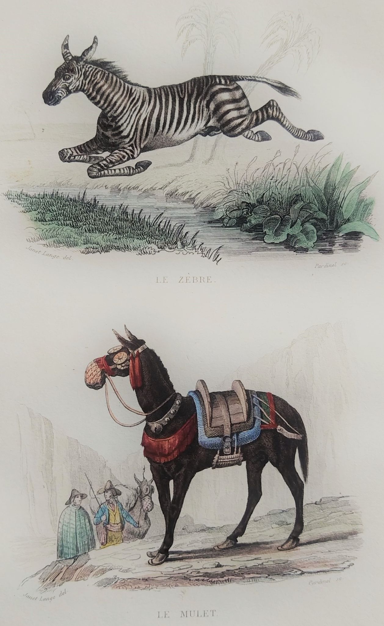 Original zoological plate "zebra & mule" - buffon 1840