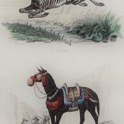Original zoological plate "zebra & mule" - buffon 1840
