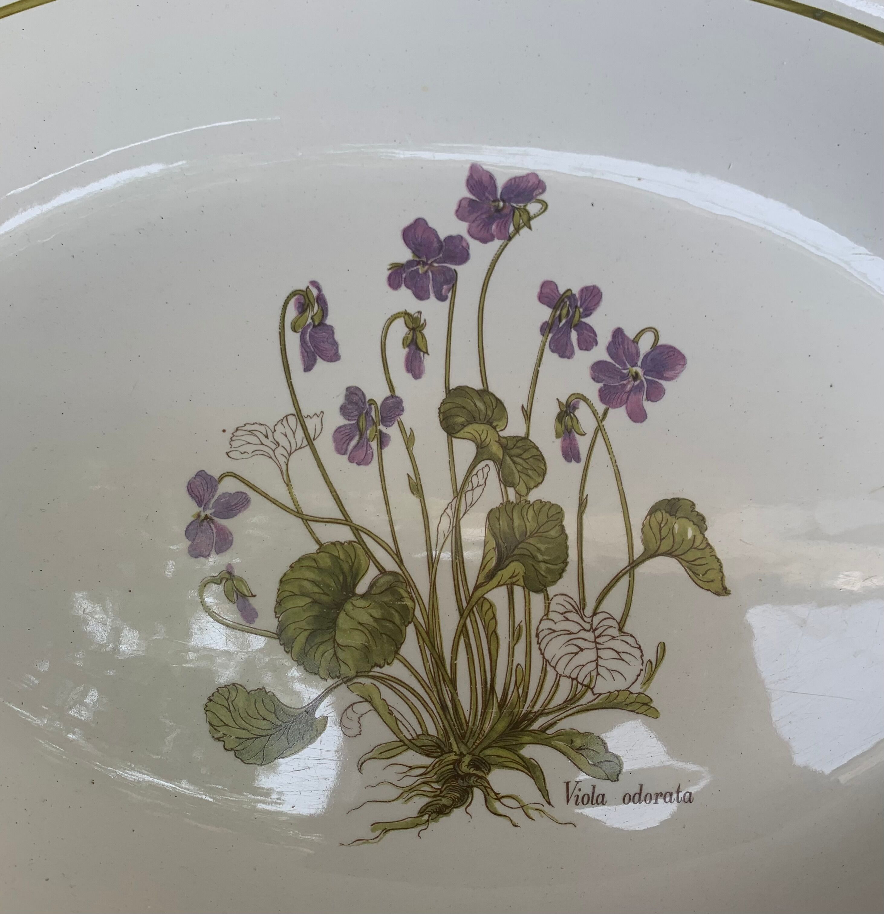Serving dish in earthenware herbarium model, viola odorata mill of wolves orchies france vintage